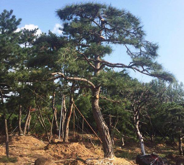 興豐園林教您泰山造型松的澆水養護之法